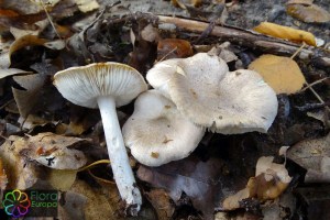 Tricholoma scalpturatum2